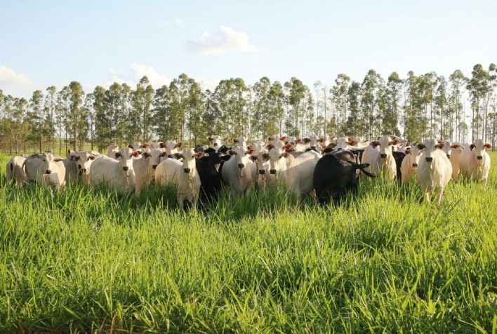 PR: Sistema de integração revoluciona pecuária e soja no Noroeste