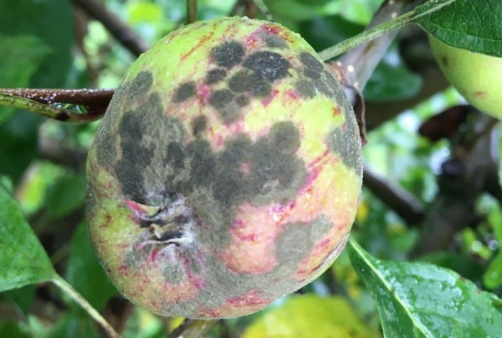 Sipcam Nichino atesta bom desempenho de tecnologias fungicidas na safra de maçã 2023