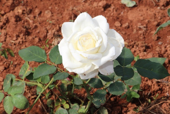 Epamig promove dia de campo sobre flores comestíveis