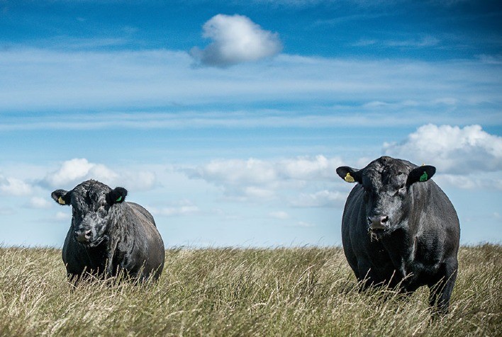 Nova avaliação genômica seleciona bovinos de corte para eficiência alimentar