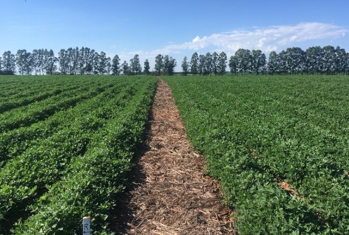 Pesquisas do IAC apontam oito razões para plantar amendoim direto na palha