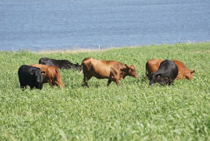 Em dez anos capim-sudão BRS Estribo já foi utilizado em mais de 3,3 milhões de hectares
