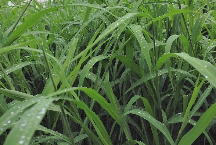 Fertilidade do solo potencializa a produção de forrageiras e melhora a qualidade da dieta do rebanho