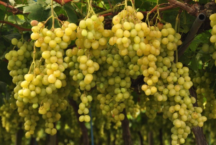 Emater/RS-Ascar divulga dados atualizados da Fruticultura e da Olericultura no RS