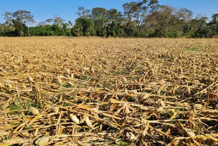 Famasul relata 15 mil hectares de milho afetados pela ventania no Mato Grosso do Sul