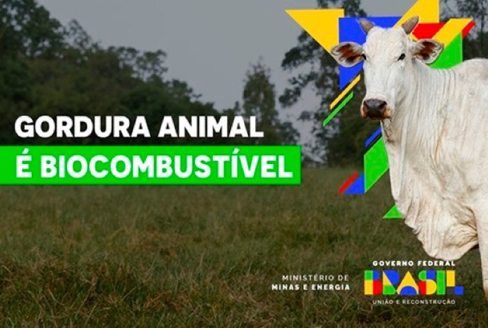 Gordura animal é opção de baixo carbono para a produção de biodiesel