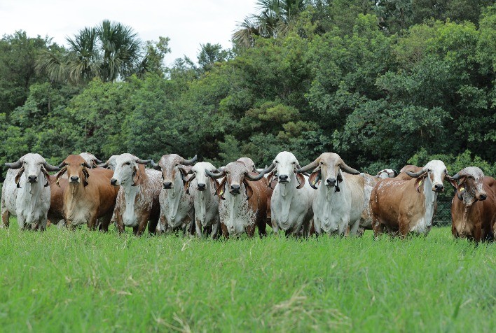 Leilão vai oferecer genética para acelerar progresso de rebanhos leiteiros