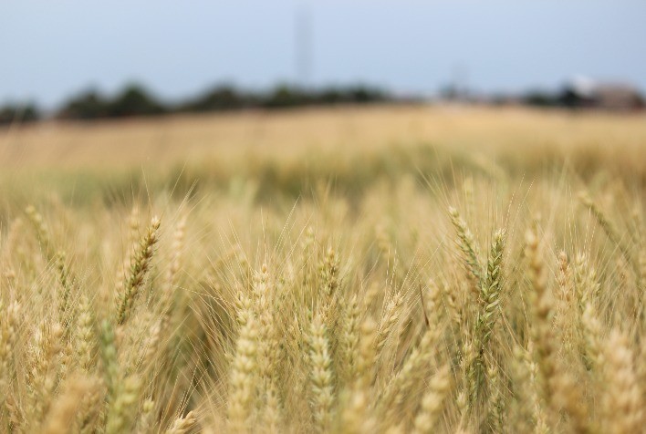 Expectativa de safra cheia no Brasil e queda externa derruba preços do trigo em agosto