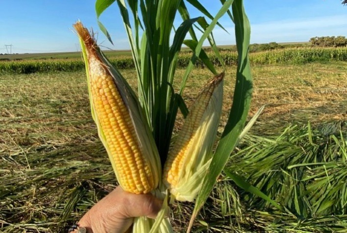 El Niño deve contribuir para plantio da safra verão no sul, mas pode atrasar semeadura do milho 2ª safra