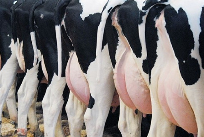 Alta Genetics apresenta MyDC e DairyComp, sistemas inovadores de gestão para o mercado leiteiro