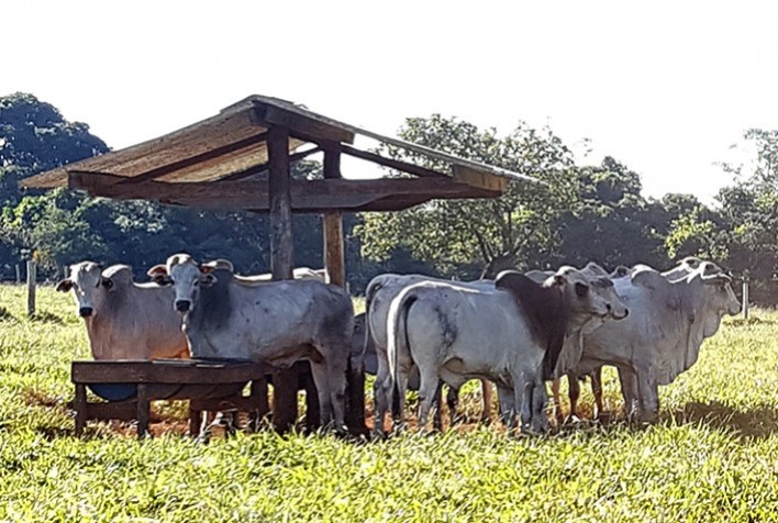 Desempenho do boi gordo na 35ª semana de 2023