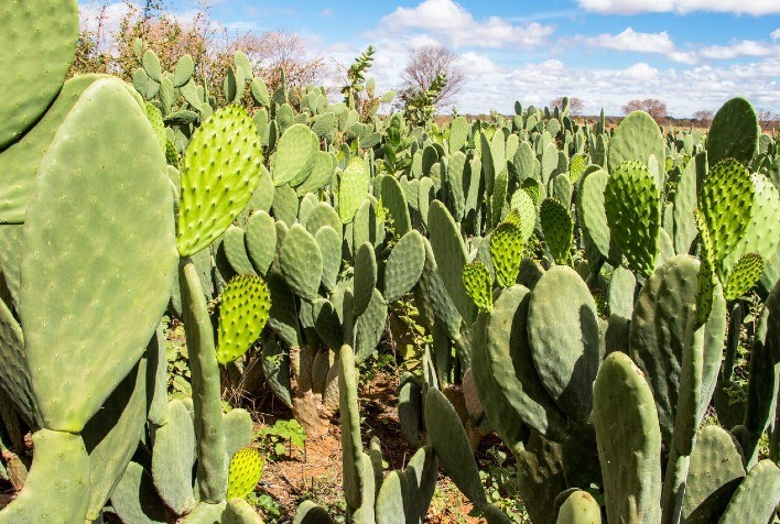 Pela primeira vez em Minas, congresso mostra toda a versatilidade da palma forrageira