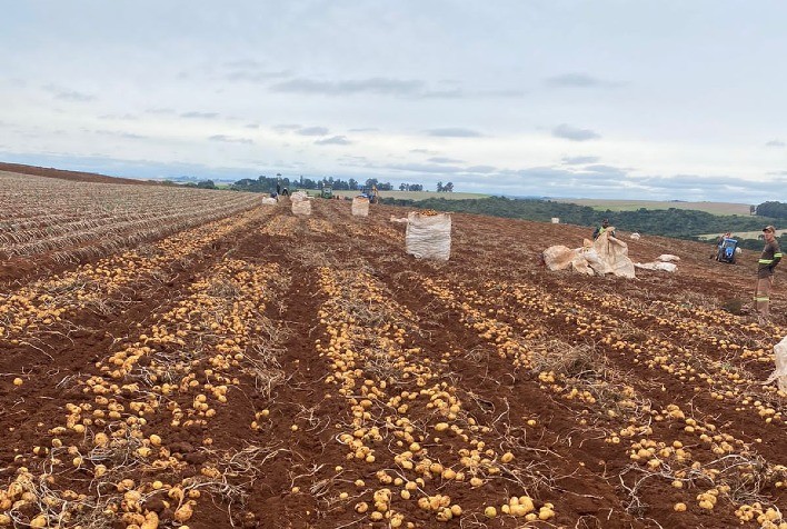 Batata: Fungicida supera outros multissítios à base de Clorotalonil