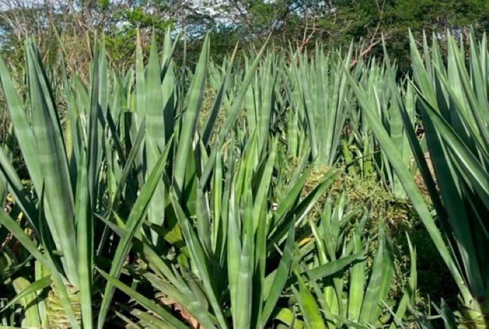 1ª biorrefinaria de etanol do sertão será instalada em 2024