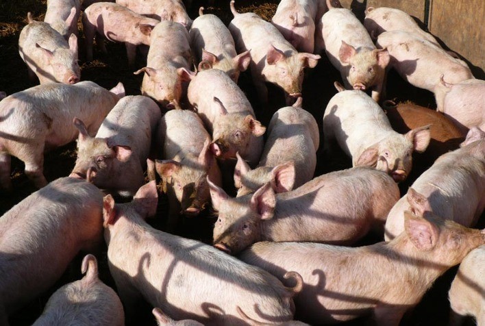 Desempenho do suíno vivo em agosto e no acumulado dos primeiros oito meses de 2023