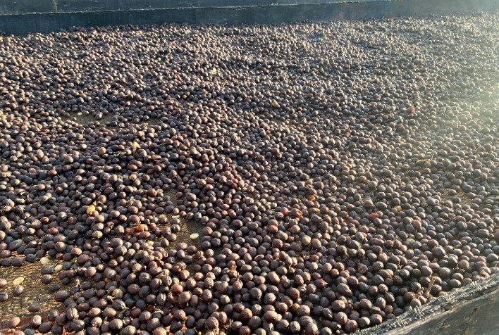 Workshop apresenta ações para melhoria da competitividade da Cadeia Produtiva do Café no Estado