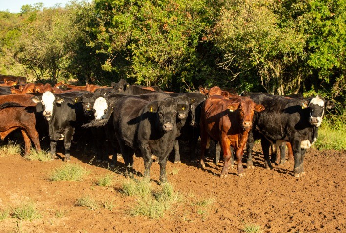 Crise na pecuária gaúcha será debatida em série de eventos virtuais