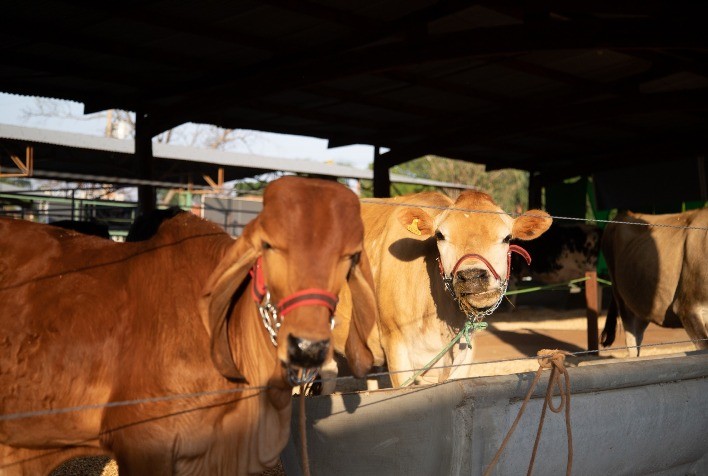 Com megaestrutura inédita, Expô Araçatuba 2023 espera mais de 250 mil pessoas