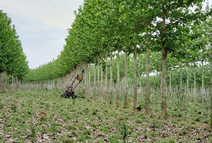 Pesquisa desenvolve técnicas para produção de teca em sistemas ILPF