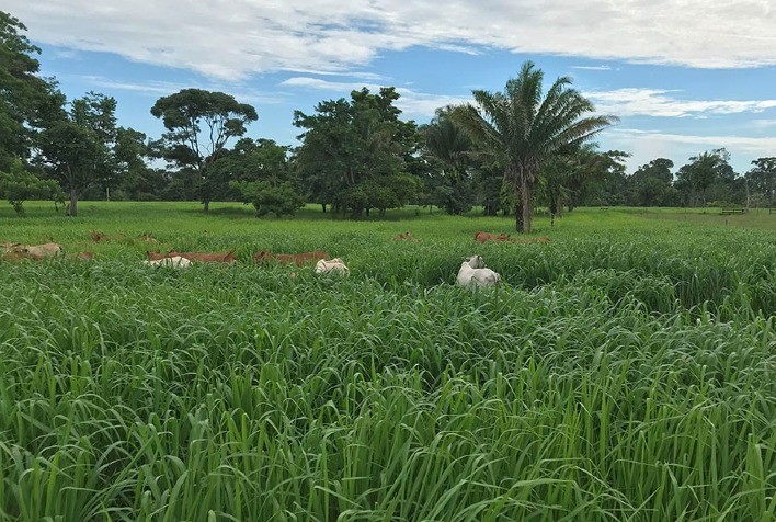 Plantio direto a lanço acelera a recuperação de pastagens degradadas