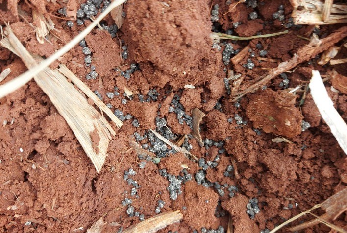 Fertilizante de lodo de esgoto é uma fonte tão eficiente quanto o adubo mineral, diz estudo