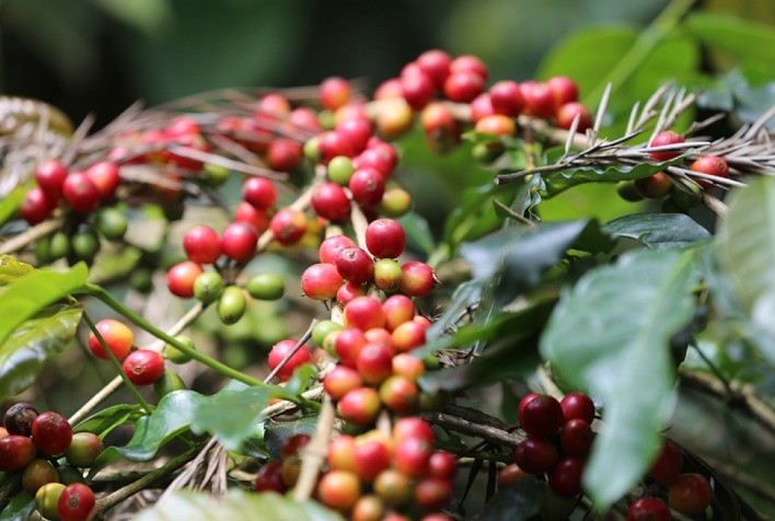 Café: Nova York e Londres testam leves altas na manhã desta 6ª feira