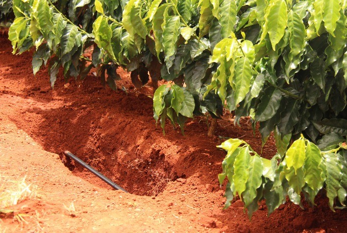 Gotejamento impulsiona a produção de café com eficiência hídrica
