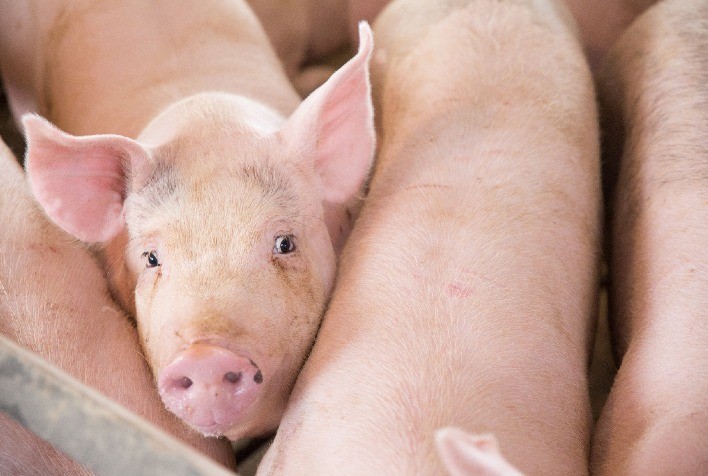 Cargill lança UTMOST®, pacote de soluções para melhoria comprovada da conversão alimentar e rentabilidade nas fases de crescimento e terminação de suínos