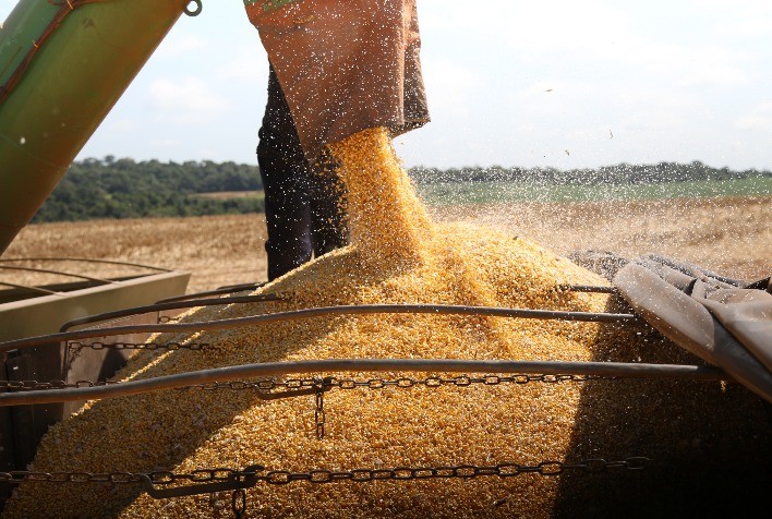Solução da Mosaic Fertilizantes eleva produtividade de milho em até 6 sacas por hectare