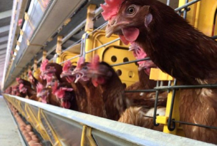 Auster Nutrição Animal anuncia Númia Postura Vitalis, solução nutricional que prolonga o período de produção das aves de postura