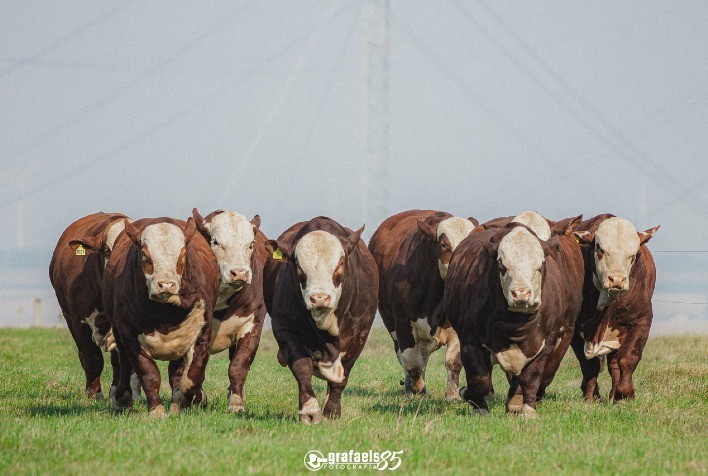 Leilões Lance Rural - Lance Rural