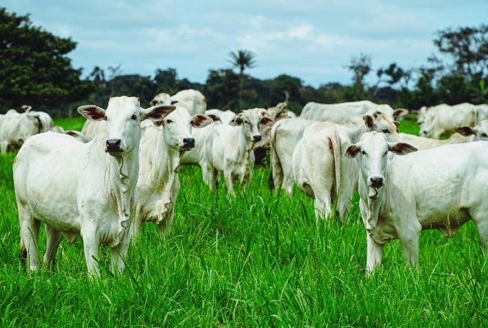 Acrimat orienta pecuaristas a se planejarem para o período de estação de monta