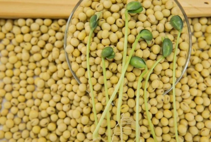 AGRO: Em vez de quilos, Cocamar agora vende ao produtor um número preciso de sementes