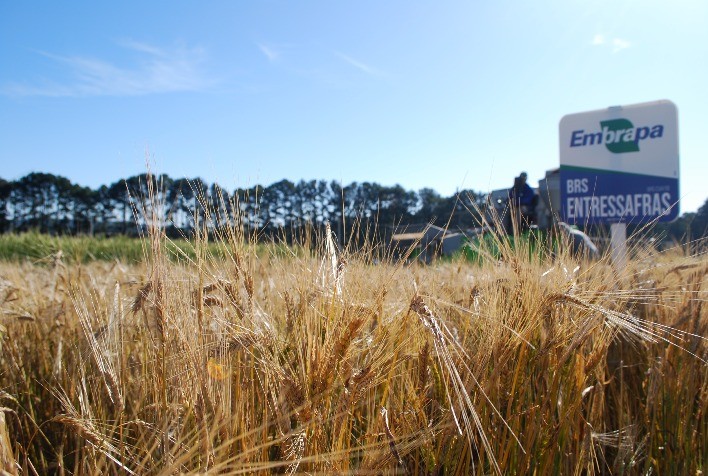Embrapa vai apresentar novas cultivares de inverno no CerealTec