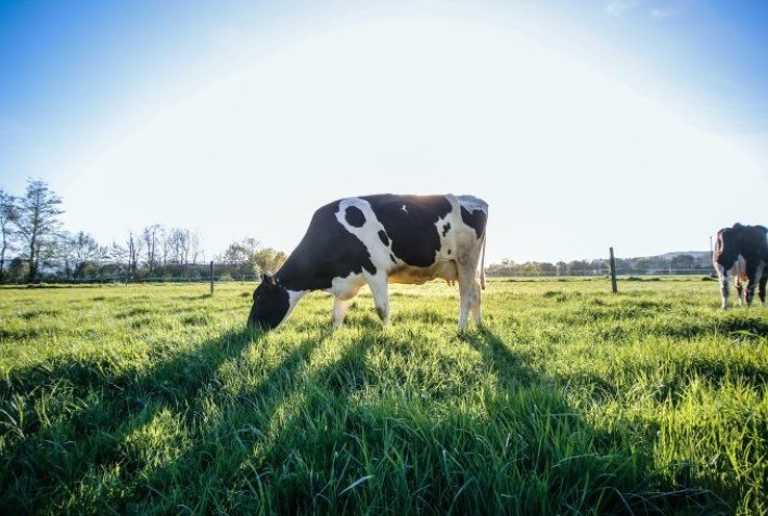 Nutrição de pastagens garante produção pecuária rentável e sustentável