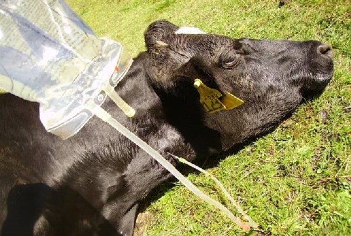 Hipocalcemia ou febre do leite atinge mais de 50% das vacas leiteiras