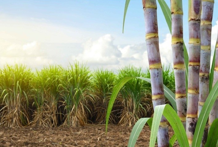 Insetos causam prejuízos de até R＄ 5 bilhões nos canaviais