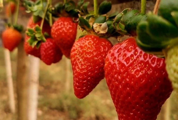 Produção de morango é um modelo de negócio lucrativo para o agricultor familiar