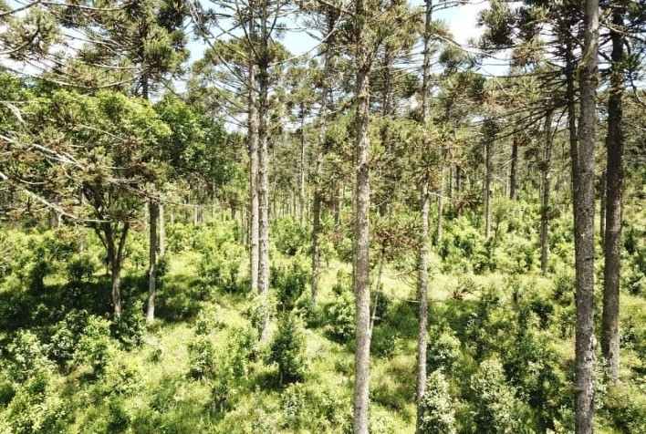 Erva-mate produzida à sombra das araucárias: alta qualidade para ganhar o mercado internacional