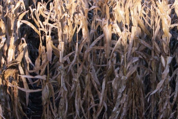 FAEP orienta produtores sobre renegociação de dívidas