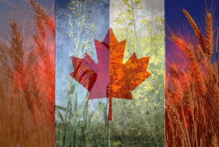Canadá vê queda na produção de trigo, canola, aveia e cevada em 2023