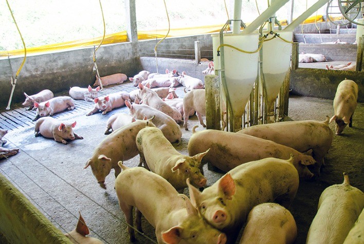 Suíno vivo: preço médio diário apresenta, no momento, evolução de 10,9%