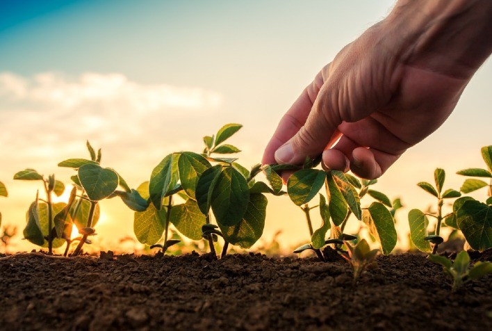 Alta das temperaturas e seca afeta produtividade da soja brasileira, revela estudo
