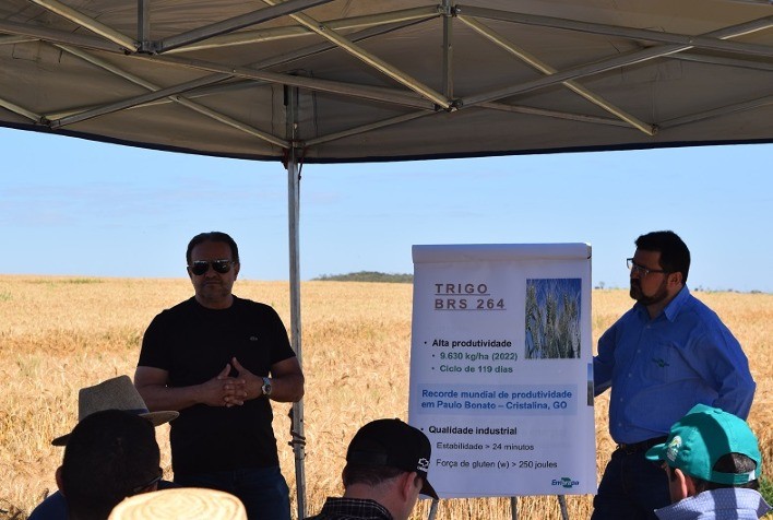Cultivares de trigo tropical da Embrapa são apresentadas em Dia de Campo no DF