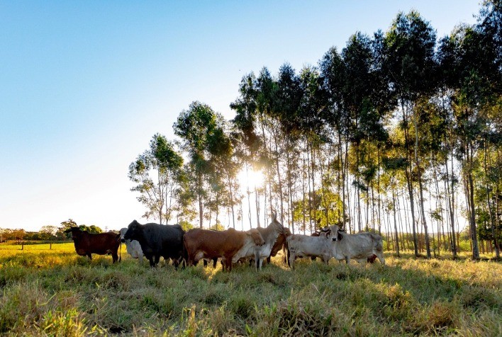 Pecuaristas de leite se preparam para a ExpoLeite, em Uberaba (MG)