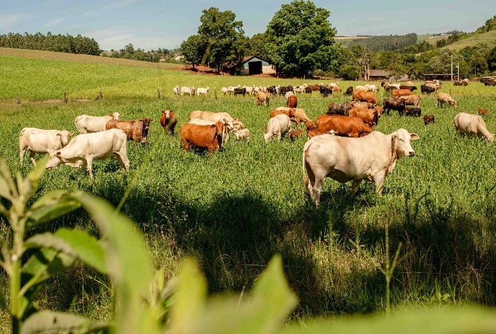 CNA e Faesc reivindicam medidas de apoio aos produtores de leite e carne
