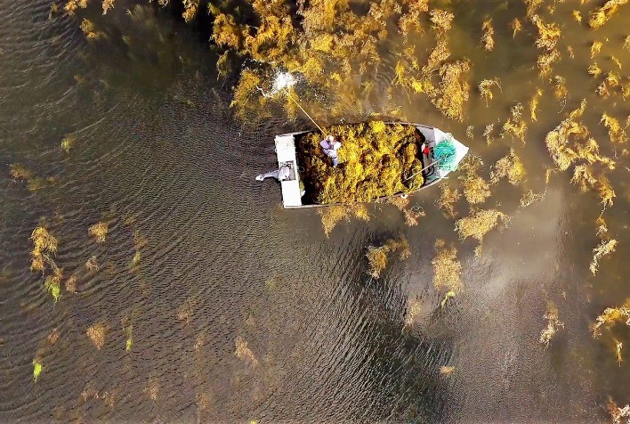 Ciência natural que vem do mar: conheça Ascophyllum nodosum, a alga que potencializa o aumento de produtividade na agricultura brasileira