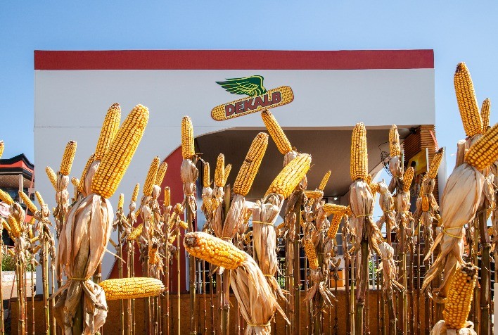 Acertar na escolha do híbrido de milho promove maior rentabilidade e sustentabilidade no campo