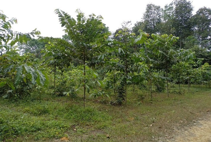 Castanheira-da-amazônia mostra eficiência na recuperação de solos degradados