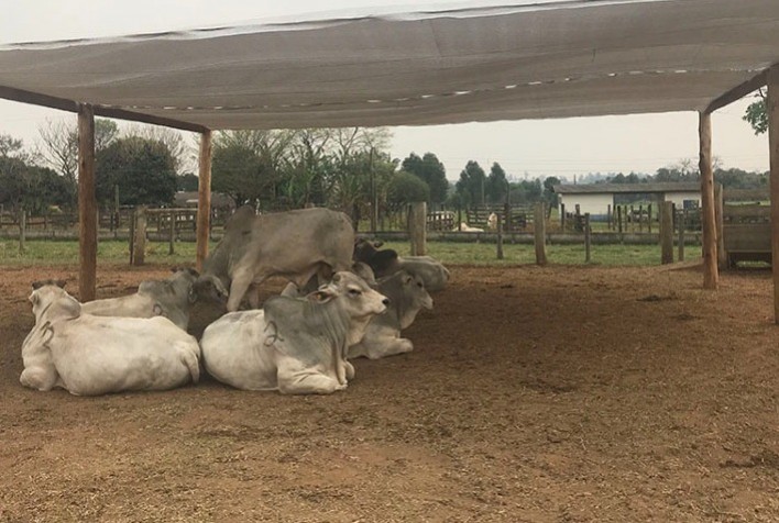 Sombra em confinamento melhora eficiência hídrica e nutricional